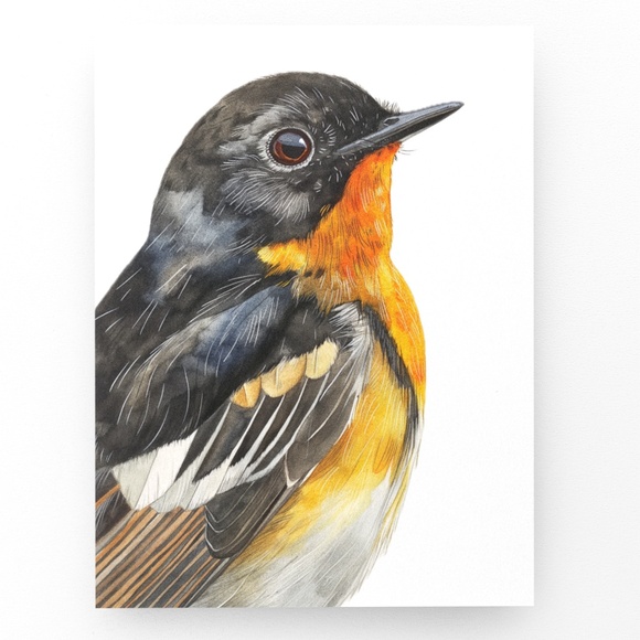 Watercolor American Redstart Bird Print Unframed - Wall Art Bird Illustration - Picture 3 of 6